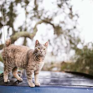 Goodbye kitty!