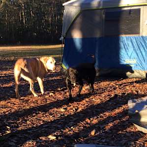 Camp on the Creek