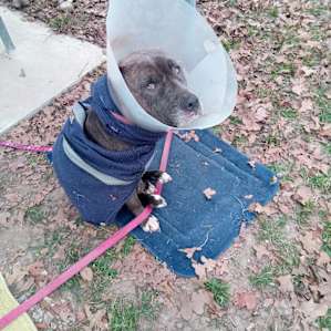 Keeping our foster dog warm in the morning
