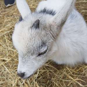 Goat House Farm Camping