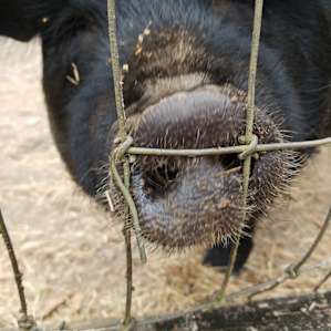 Goat House Farm Camping