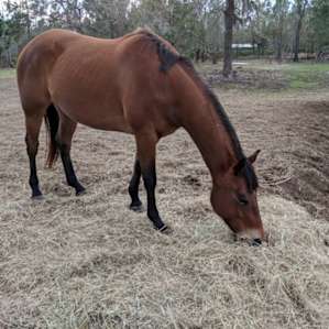 Beautiful horse
