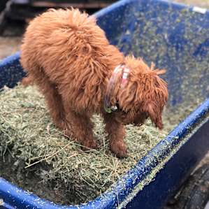 Saddle Up Horse Rescue