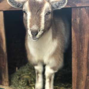 Saddle Up Horse Rescue