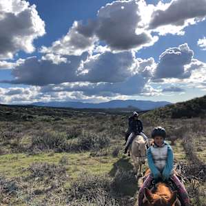 Saddle Up Horse Rescue
