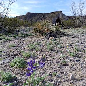 Morning Walk with Bluebonnets
