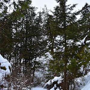 The trail