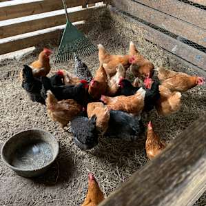 Hen house