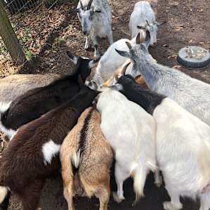 Goat House Farm Camping