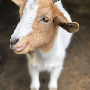 Goat House Farm Camping