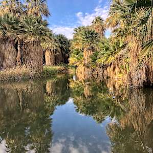 Thousand Palm Oasis