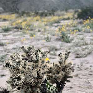 Coachella Valley Preserve
