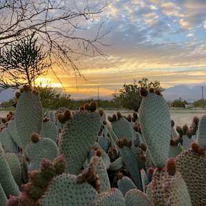 Cacti on the property.