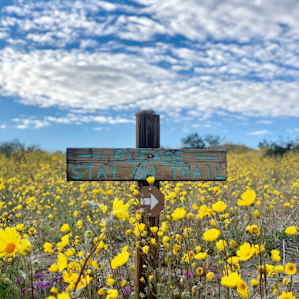 Superbloom in Coachella valley preserve