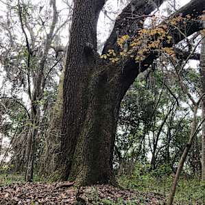 One of the many Big Daddy Oaks