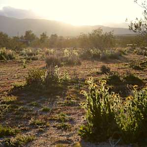 CAMP COYOTE ACRES