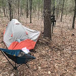 Grey Squirrel Campsite