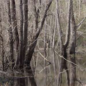 Camping on the Edisto River