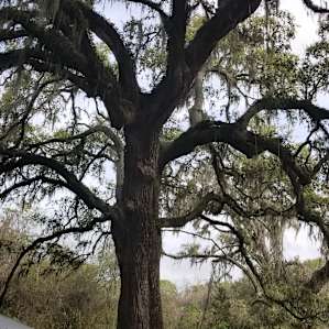 Texas Treehouse Swings Camp