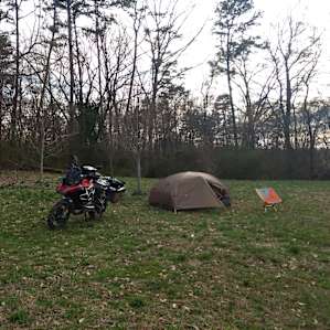 The hill that leads down to the forest camp site in the background is just on the other side of these smaller trees next to my tent.
