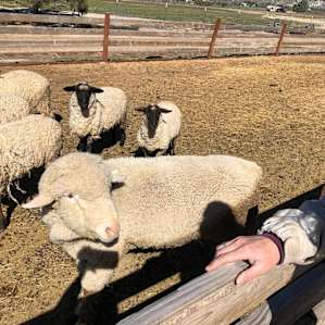 Mountain View Working Ranch camping