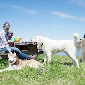 Dogs always make camping trips better