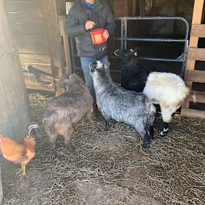 Bella Luna Alpaca Farm Cabin