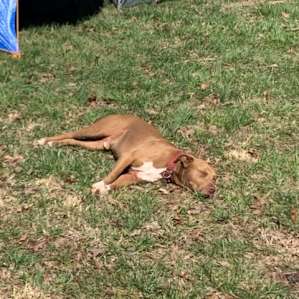 Can't miss Henry, he likes to hang out and play but also enjoys a good rest in the sun.