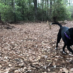 Plenty of space for Boo to run around!