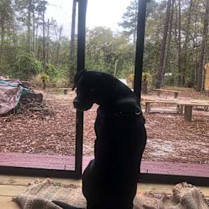 Boo enjoying the dry kitchen on a wet day.