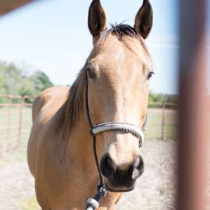 The horses on the property are so beautiful