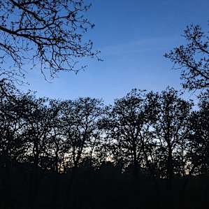 tree line view from the tent site