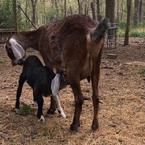 mama and nursling