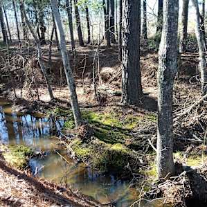 Down by the creek