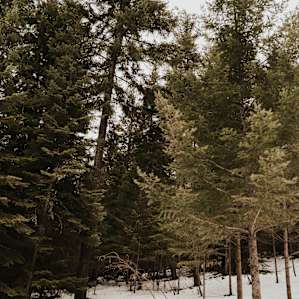 Off-Grid Forest Retreat