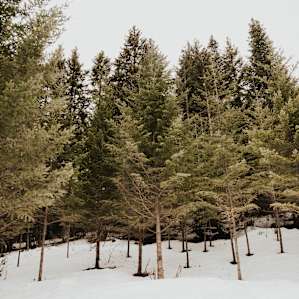 Off-Grid Forest Retreat