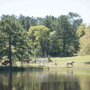 5D Ranch