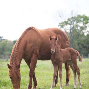 The horses are so sweet and friendly! This little one was just three days old