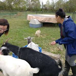 Goats. Need I say more?