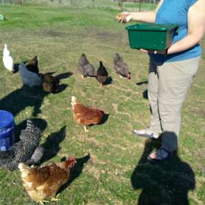 Feeding the chickens their favorite grain