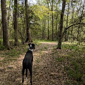 doggo joined us exploring the trails