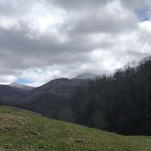 Pasture Paradise
