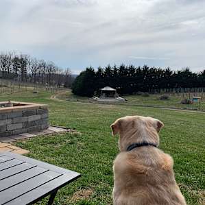 Enjoying the views with my dog