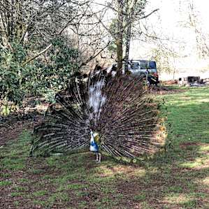 peacock