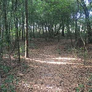 Part of the trail that winds around the property.