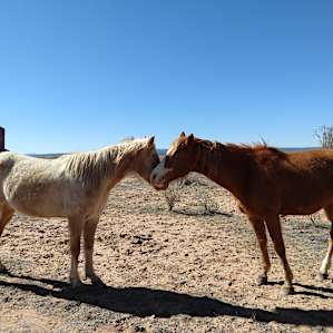 Horses nuzzling in the morning!