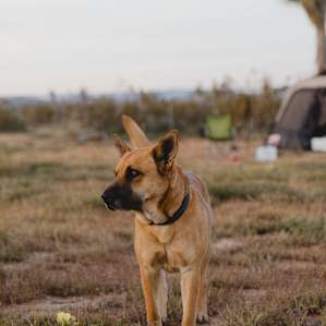 Host's doggo