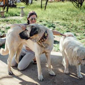 Resident guard dogs Ayodin and Barka are super sweet and great at their job!