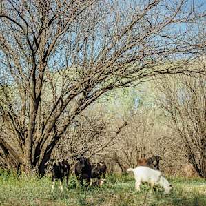 In the afternoon, goats were let out of their pen to graze nearby our tent.