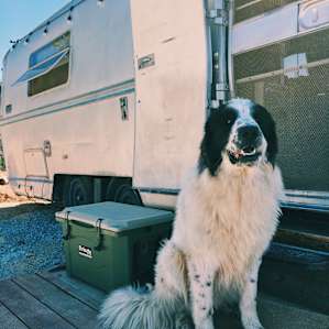 Bear (owners dog)